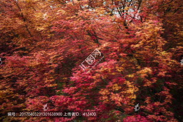 紅楓林