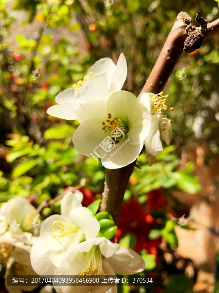 春天,海棠花,花卉,花朵,園林
