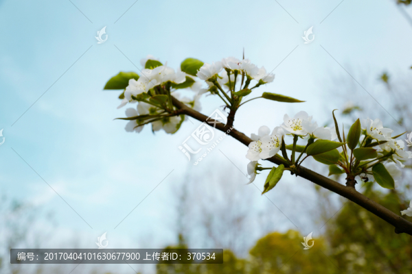 春天,踏青,桃花,花卉,桃園