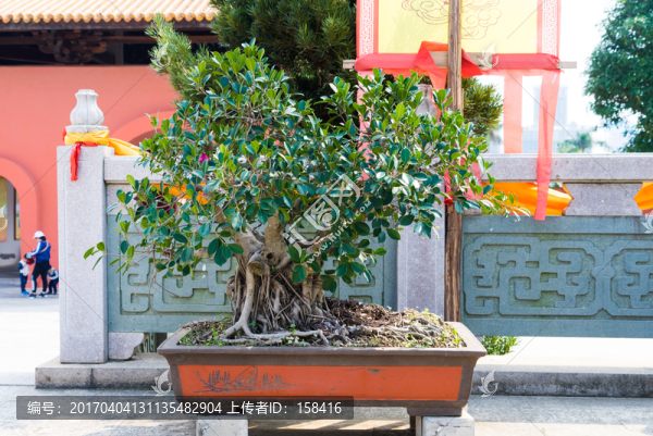 盆栽盆景園藝素材