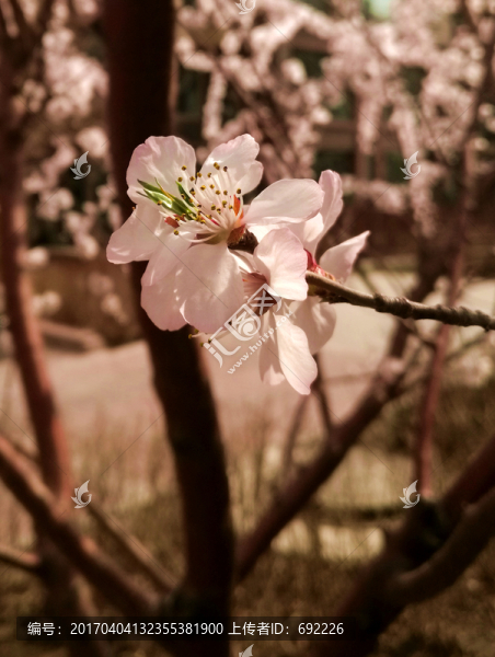 桃花