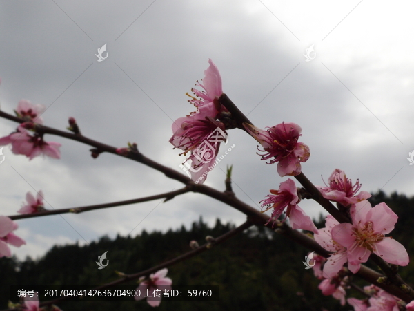 桃花爭(zhēng)妍