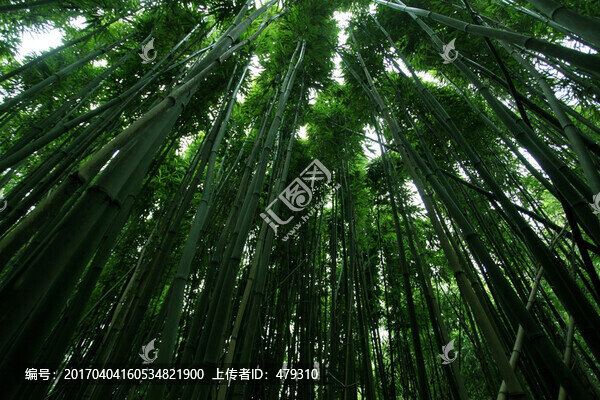 竹子,竹林