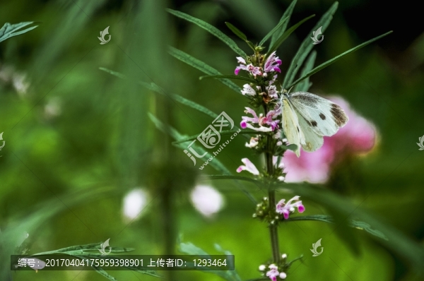 飛蛾與小花