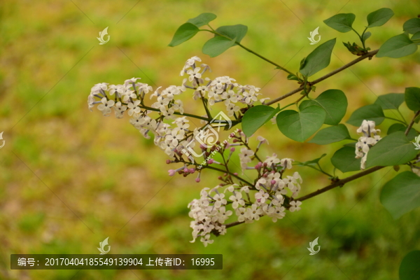丁香花