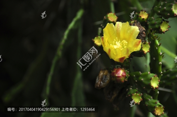 仙人掌花