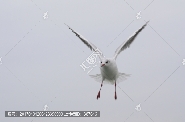海鷗
