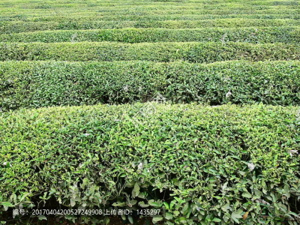 茶葉