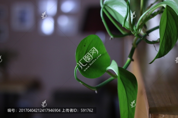 植物花草