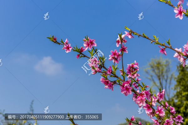 桃花