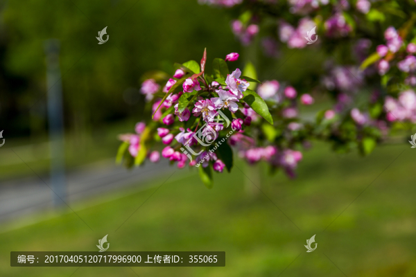 垂絲海棠