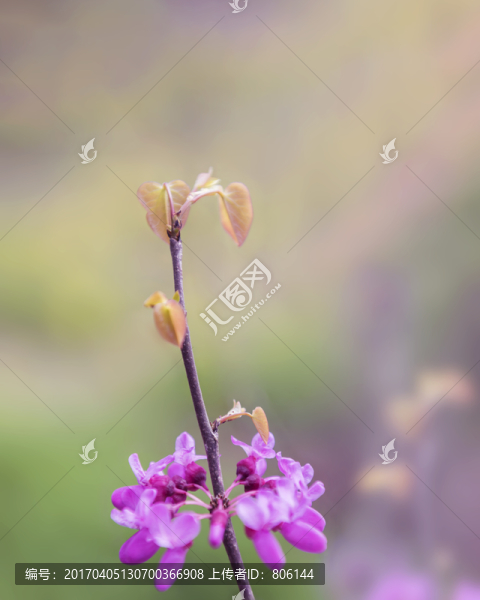 紫荊花