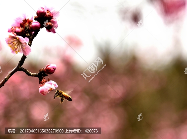 蜜蜂采蜜
