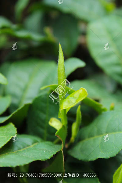 茶葉,茶芽,綠芽,嫩芽