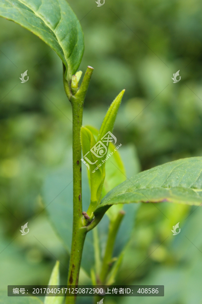 茶葉,茶芽,綠芽,嫩芽