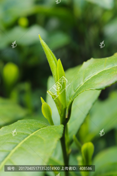 茶葉,茶芽,綠芽,嫩芽