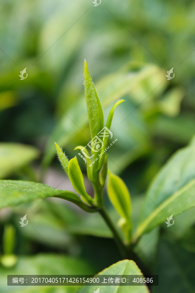 茶葉,茶芽,綠芽,嫩芽