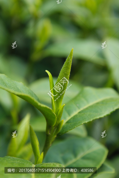 茶葉,茶芽,綠芽,嫩芽