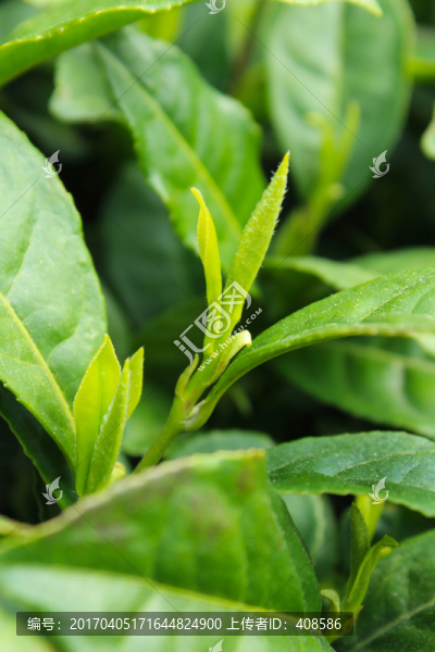 茶葉,茶芽,綠芽,嫩芽