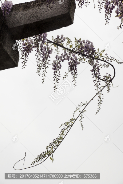 紫藤花