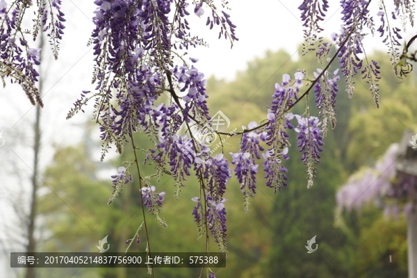 紫藤花