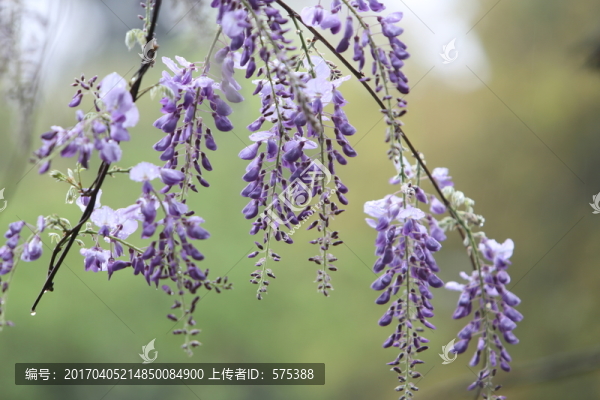 紫藤花