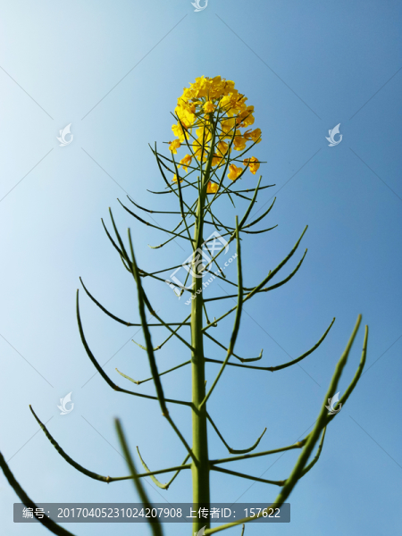 油菜花