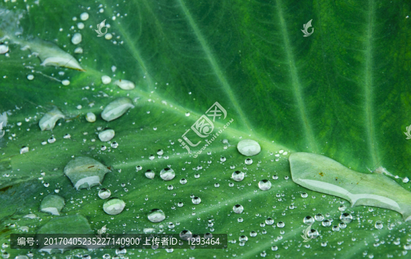 荷葉紋理背景