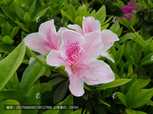 杜鵑花