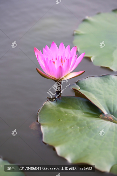 蓮花
