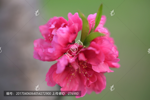 桃花