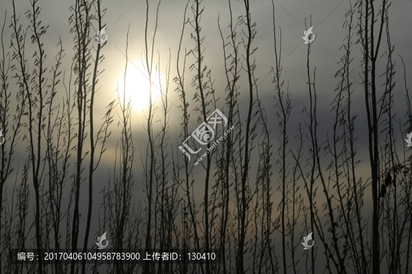 夕陽,小樹