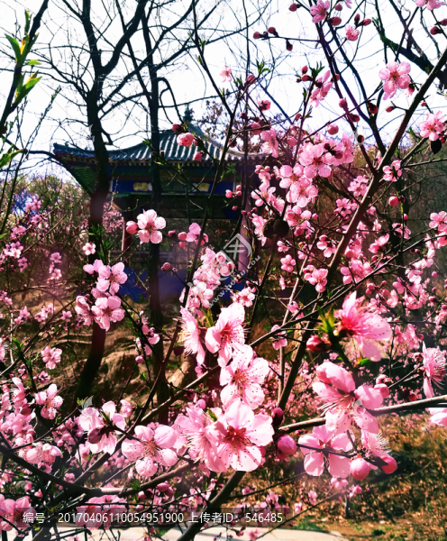 桃花亭子