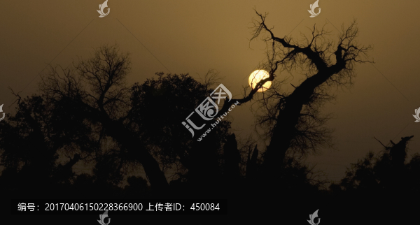 胡楊林
