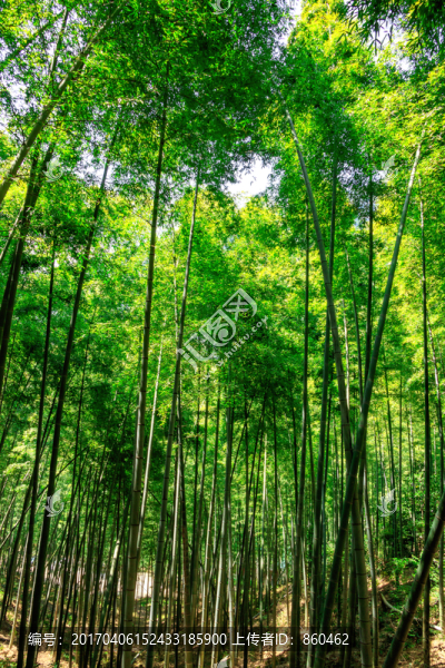 竹林圖片素材