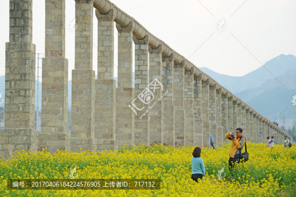 油菜花