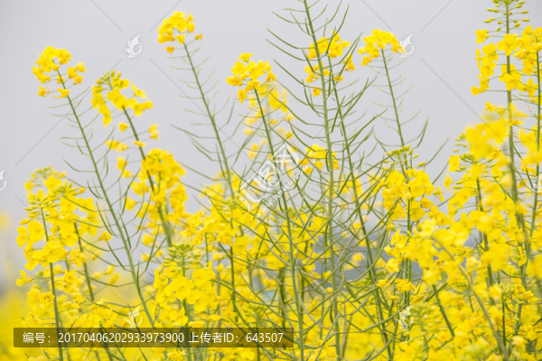 油菜花