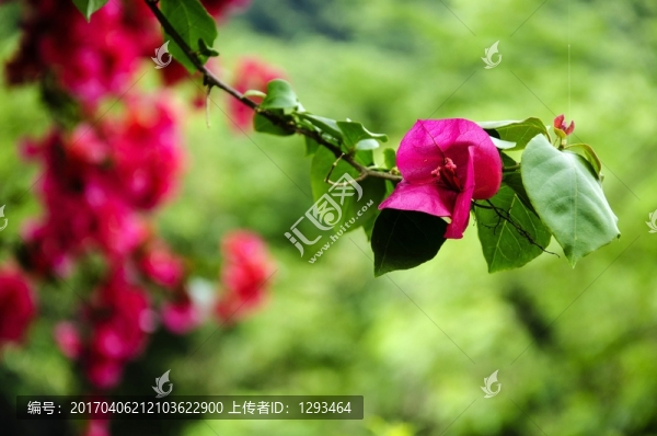 三角梅