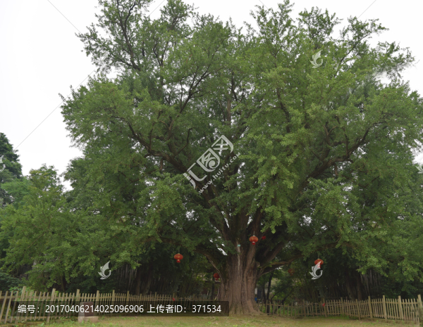 如皋九華古銀杏
