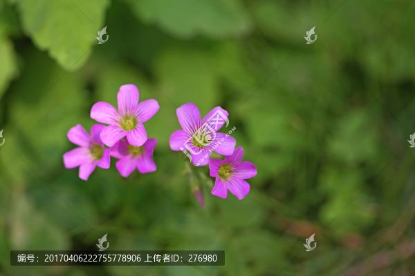 野花