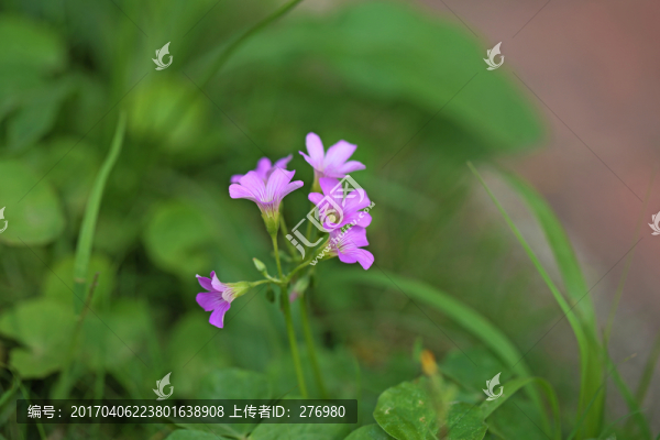 野花