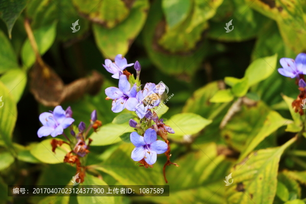 喜花草