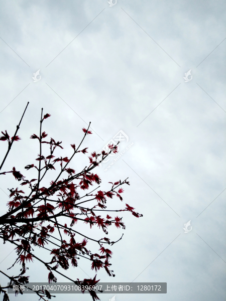 紅楓枝葉
