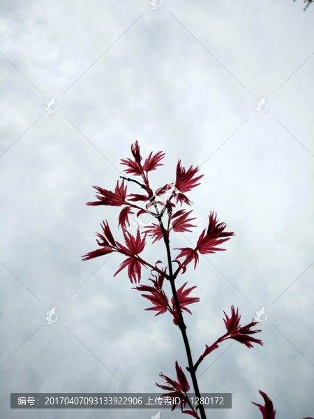 紅楓枝葉
