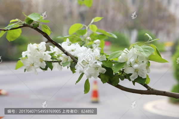 盛開(kāi)的海棠花