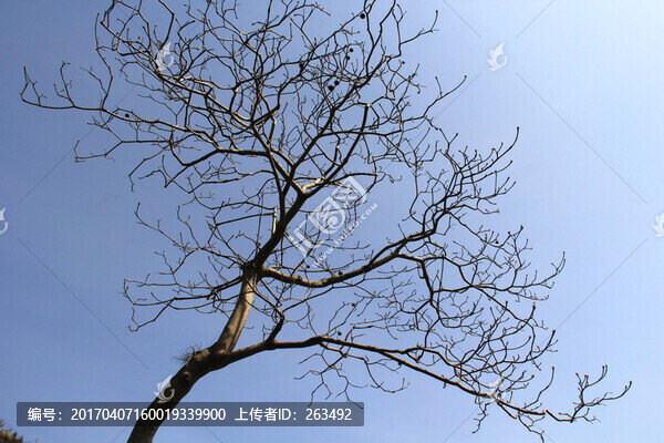 枯樹,,光桿樹