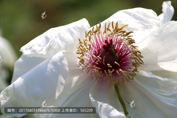 牡丹花