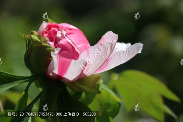 牡丹花