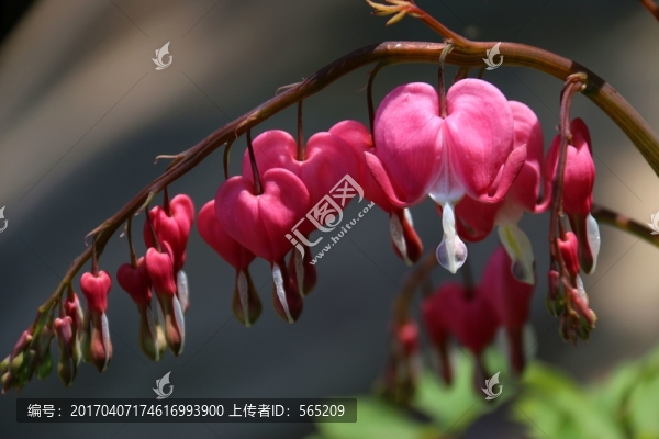 荷包牡丹