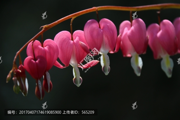 荷包牡丹